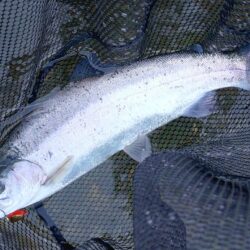 なかなか難しい放流日　～天竜川ルアーフライ…